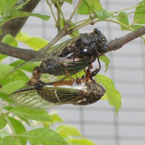 クマゼミの交尾